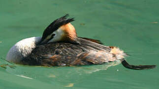 Great Crested Grebe