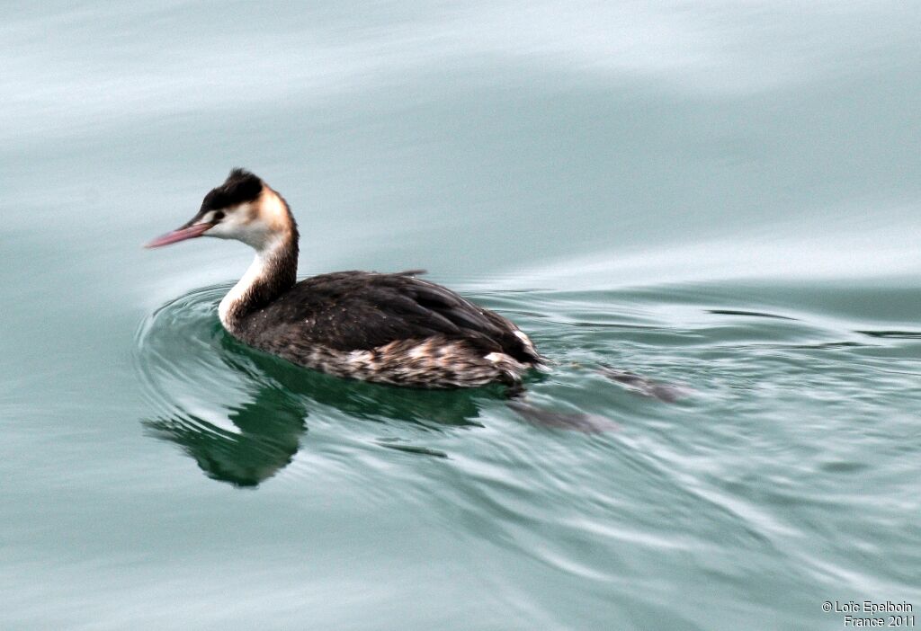 Great Crested Grebe