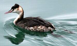 Great Crested Grebe