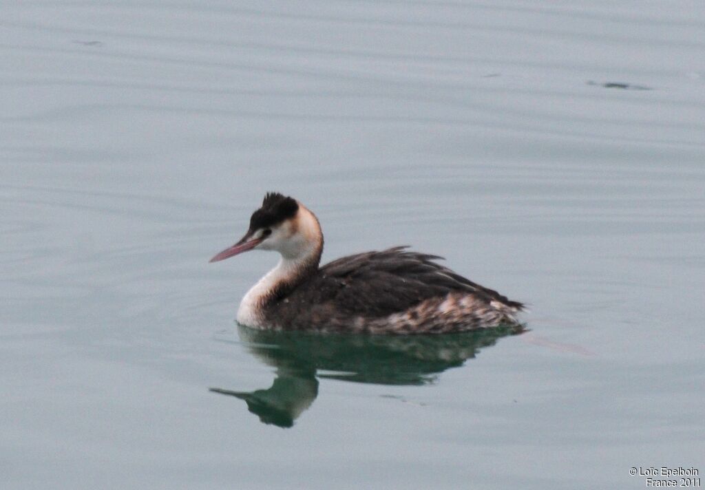 Great Crested Grebe