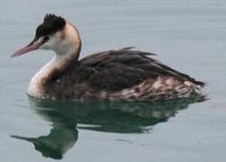 Great Crested Grebe