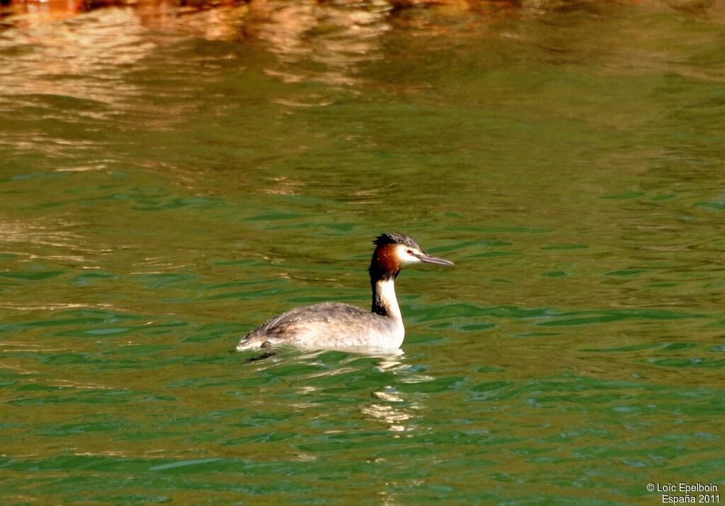 Great Crested Grebe