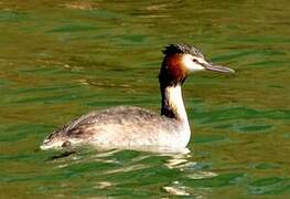 Great Crested Grebe