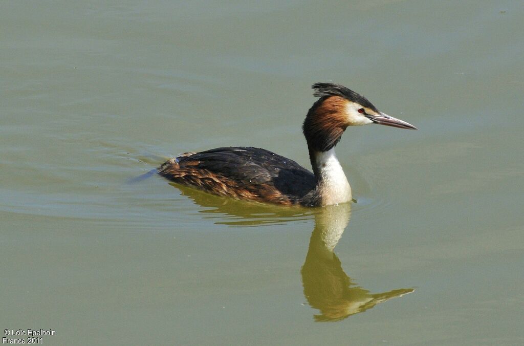 Great Crested Grebe