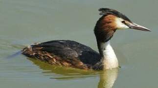 Great Crested Grebe