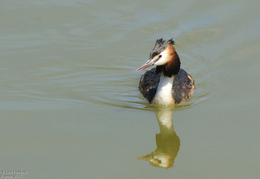 Great Crested Grebe