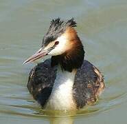 Great Crested Grebe