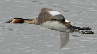 Great Crested Grebe