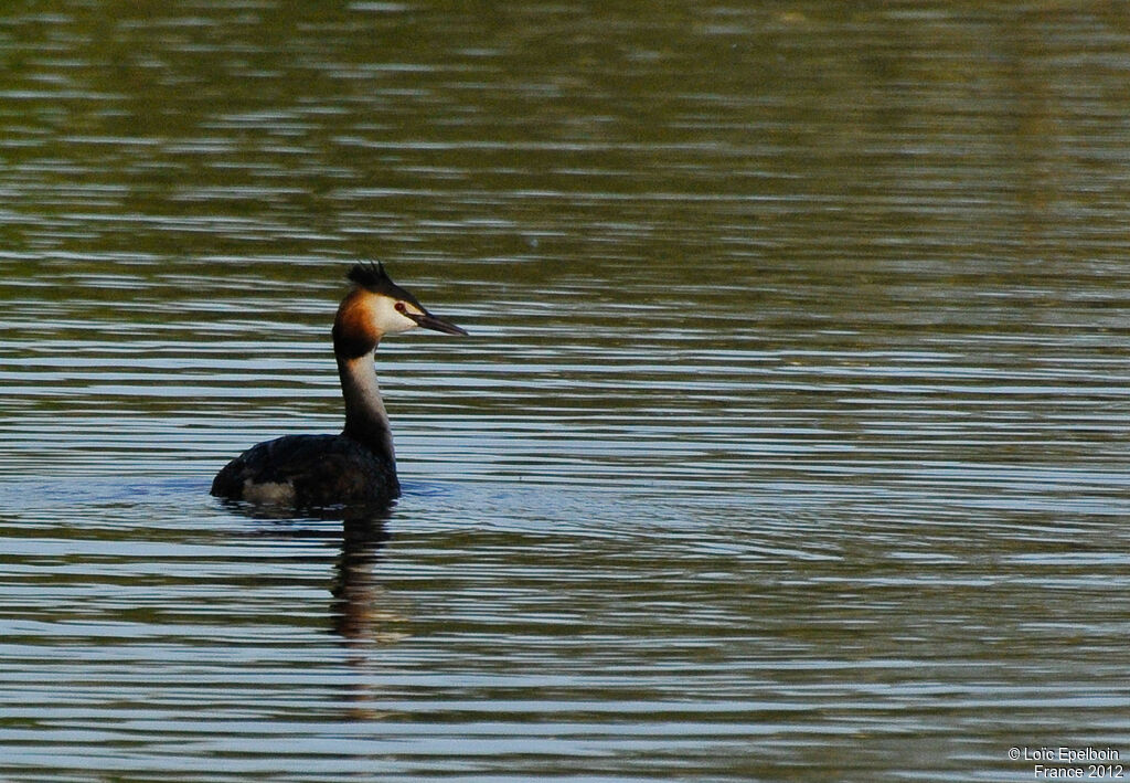 Great Crested Grebe