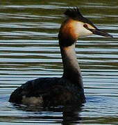 Great Crested Grebe