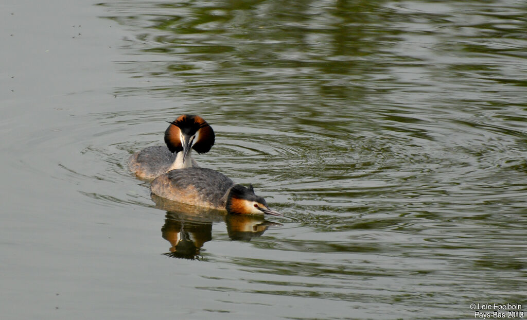 Great Crested Grebe