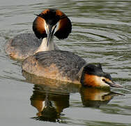 Great Crested Grebe