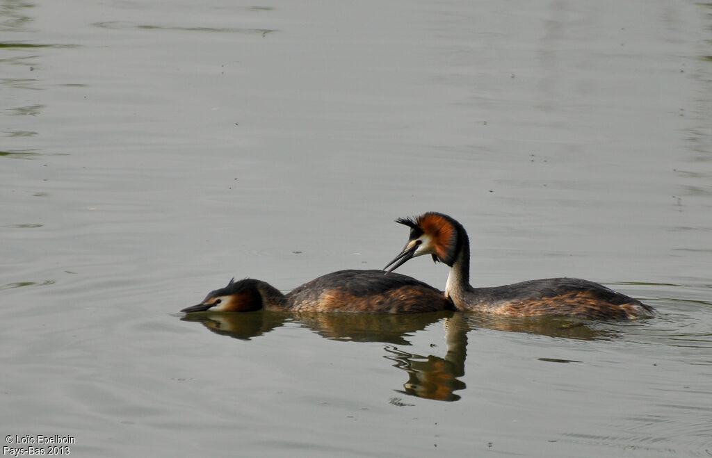 Great Crested Grebe