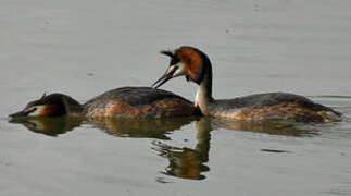 Great Crested Grebe