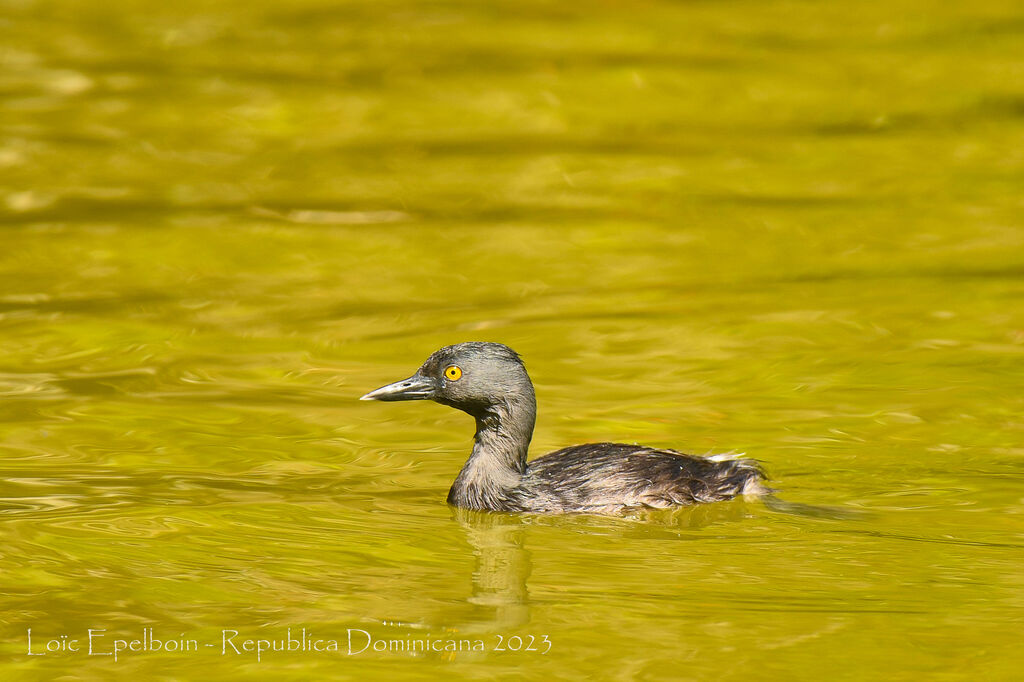 Least Grebe