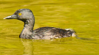 Least Grebe