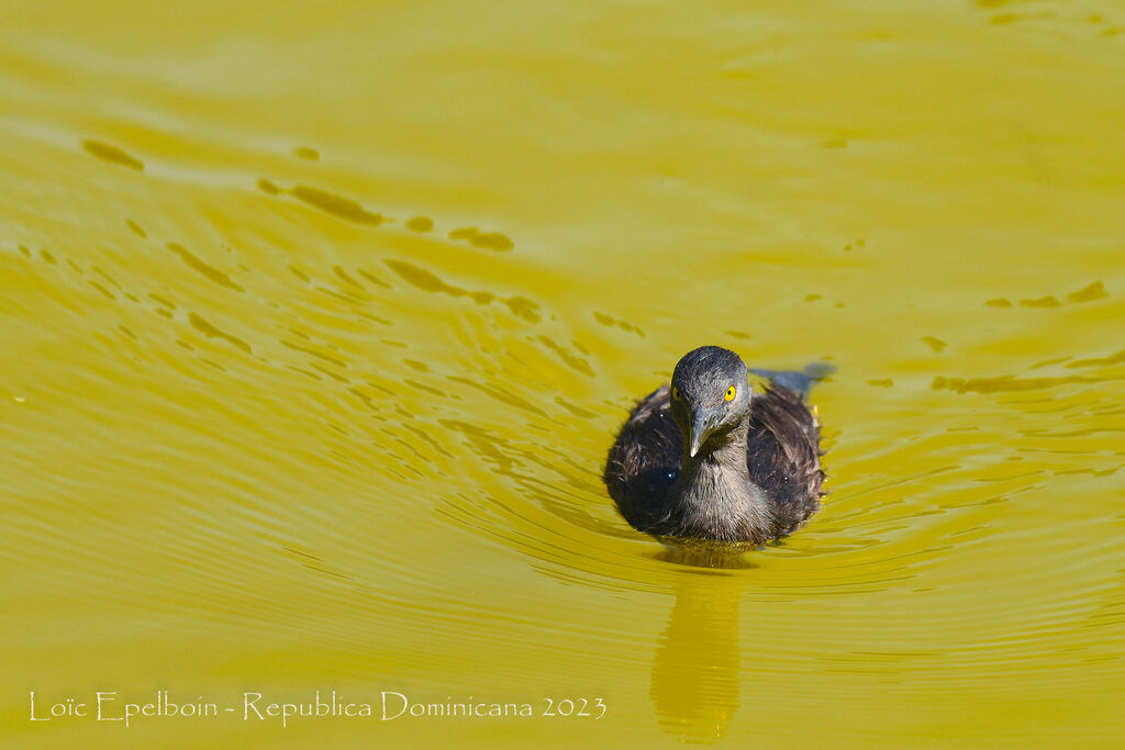 Least Grebe