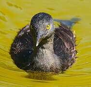 Least Grebe