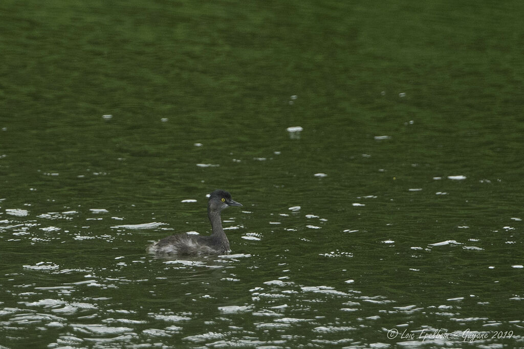 Least Grebe