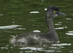 Least Grebe