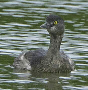 Least Grebe