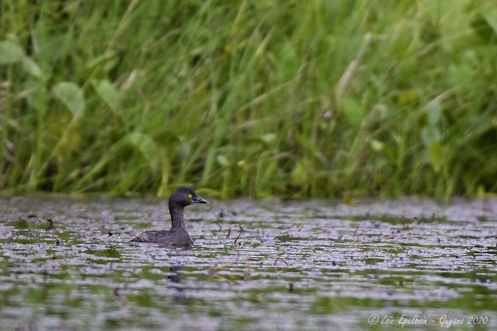 Least Grebe