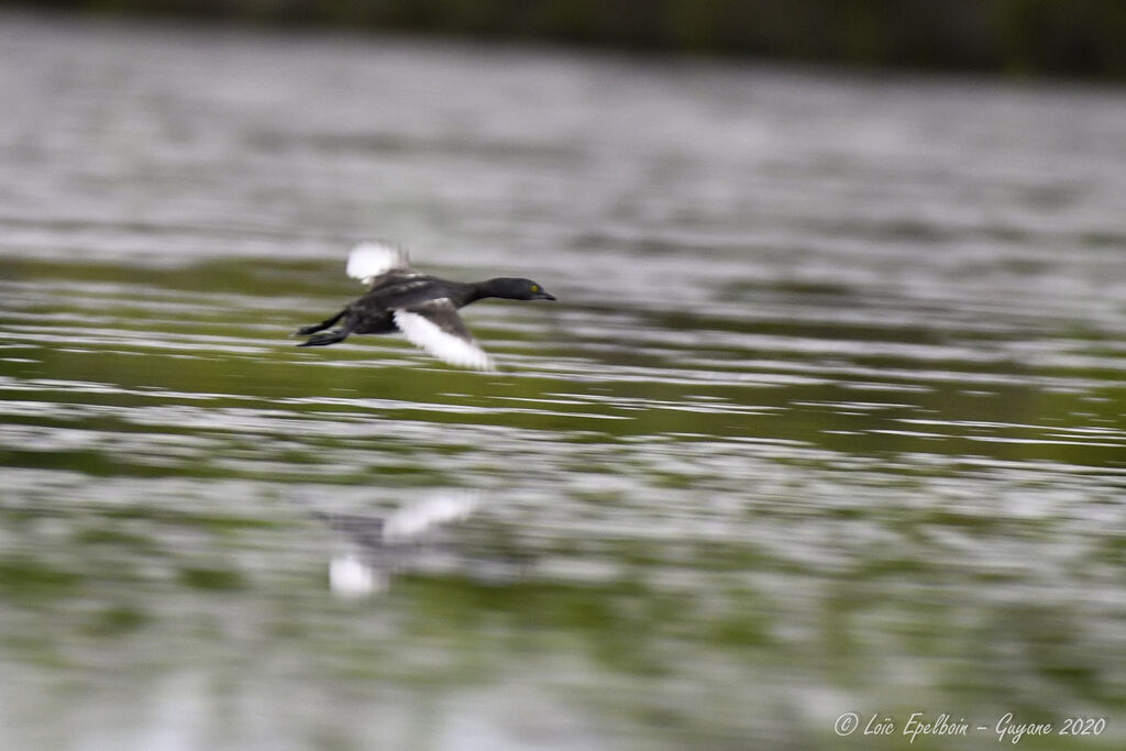 Least Grebe