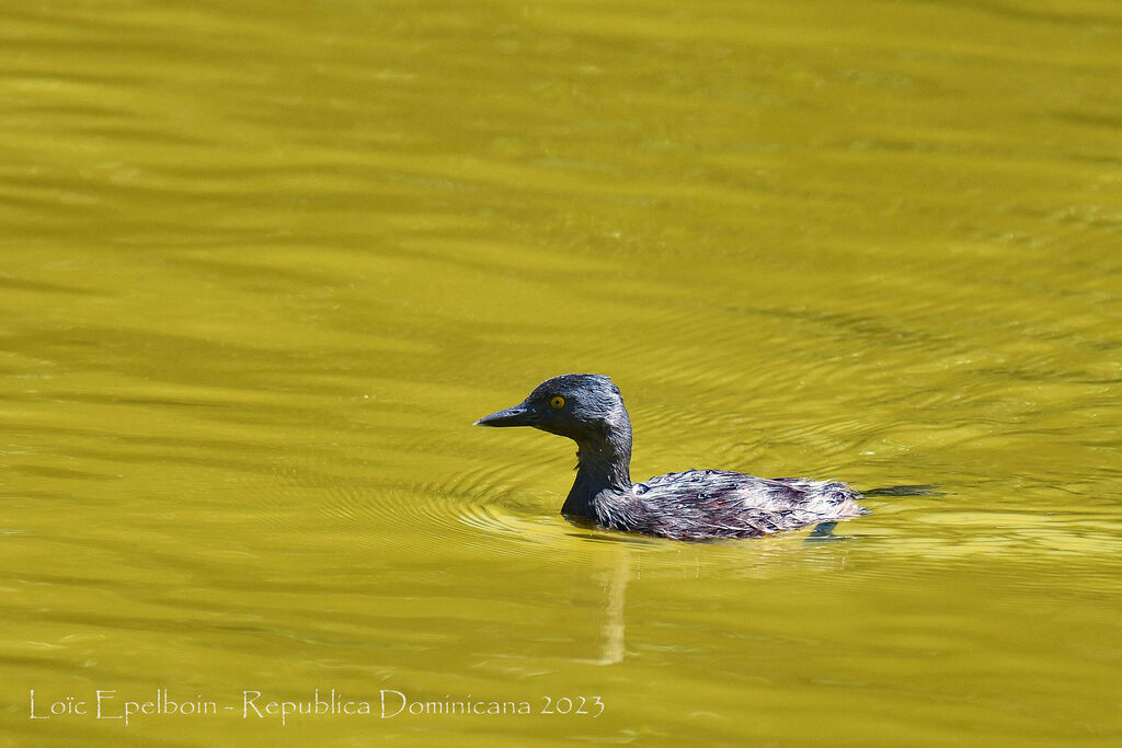 Least Grebe