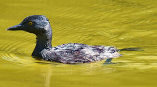 Least Grebe