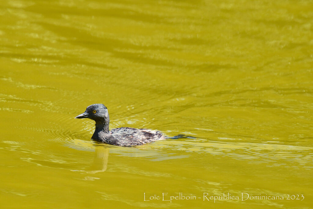 Least Grebe