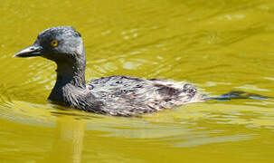 Least Grebe