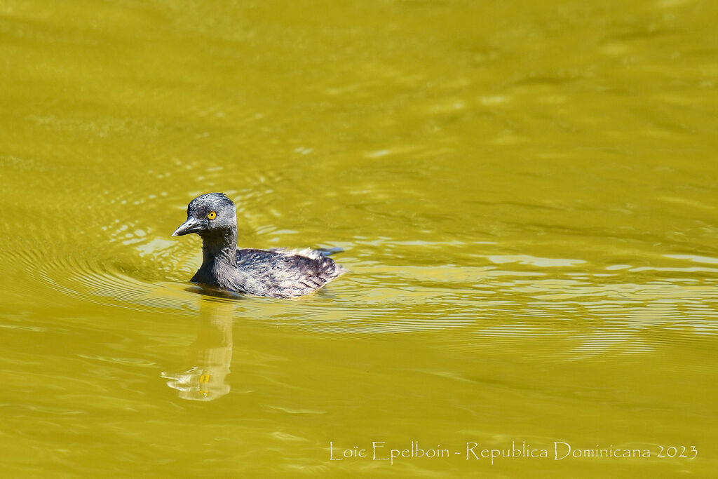 Least Grebe