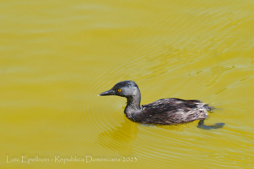 Least Grebe