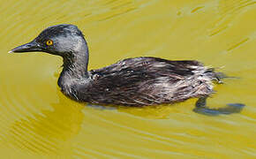 Least Grebe