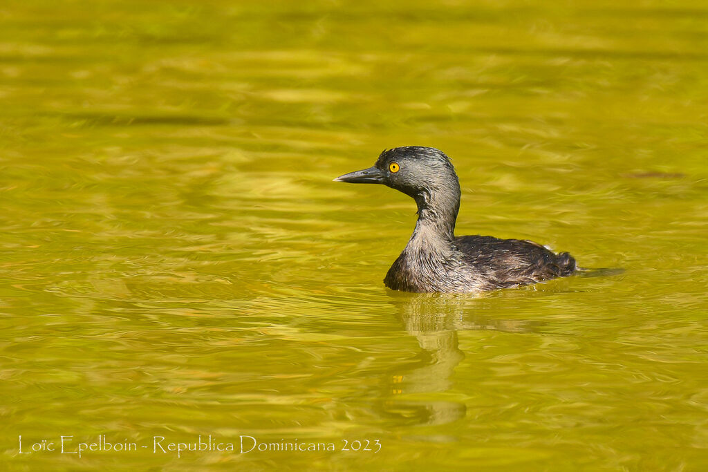 Least Grebe