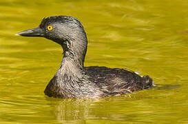 Least Grebe