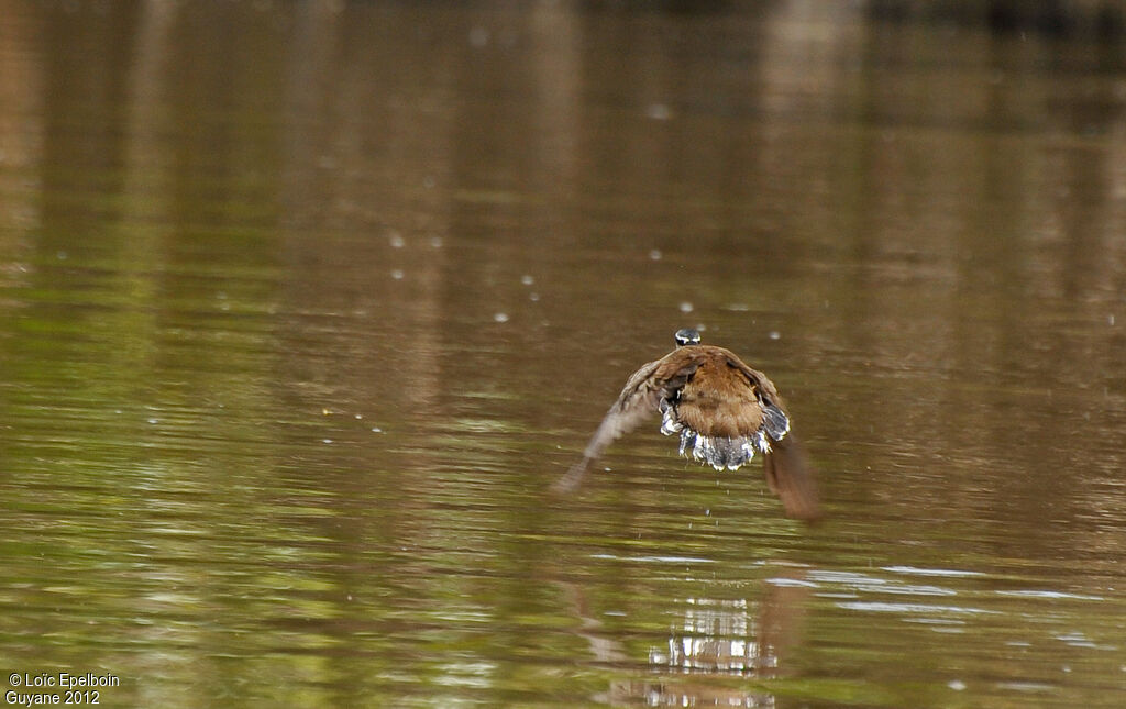 Grébifoulque d'Amérique