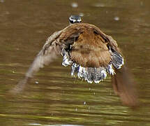 Sungrebe