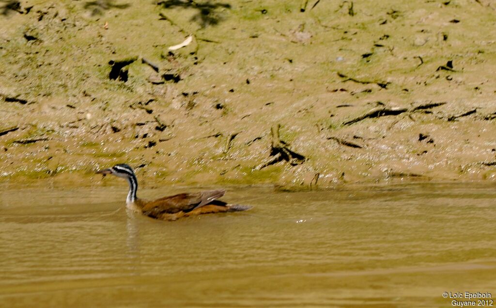 Sungrebe