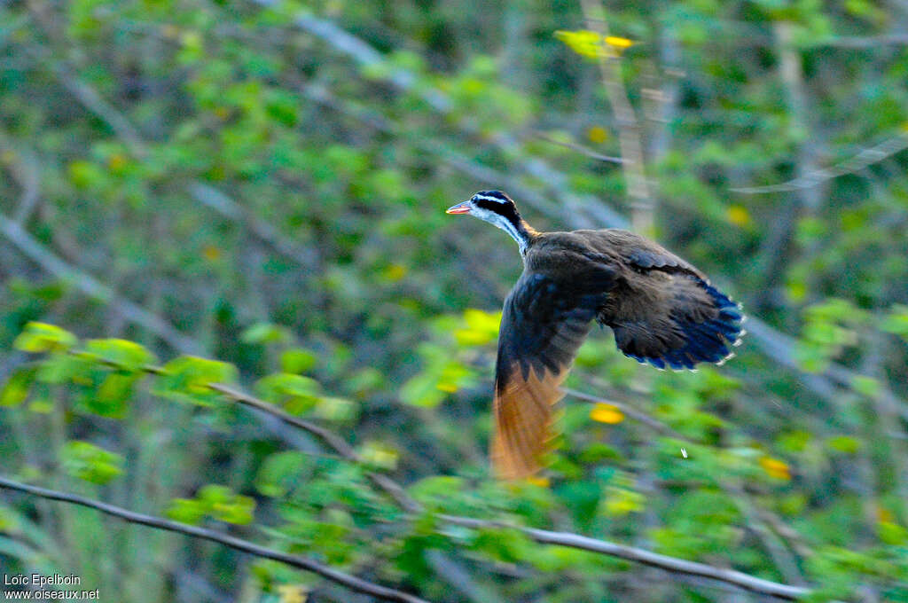 Sungrebeadult, Flight