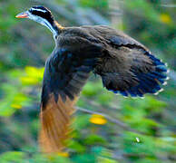 Sungrebe