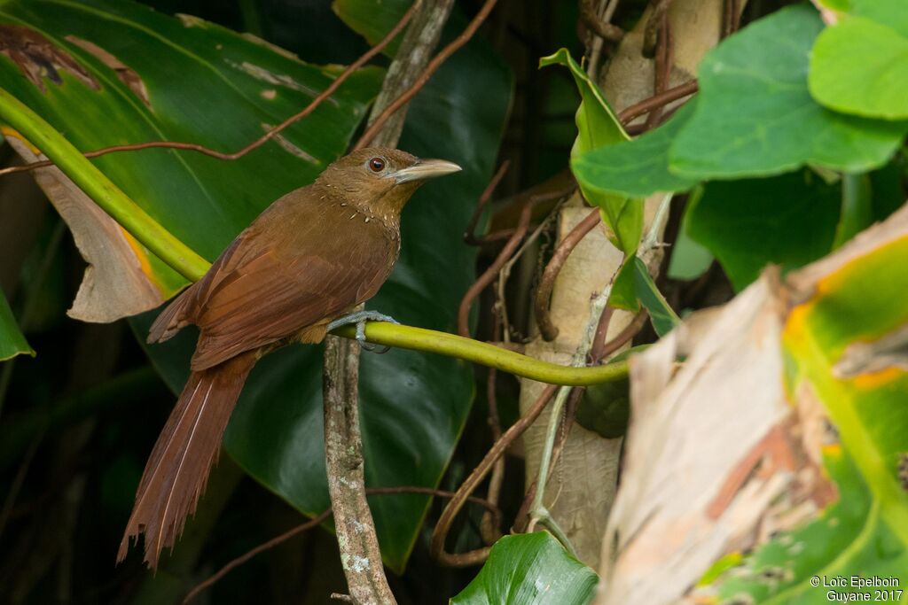 Cinnamon-throated Woodcreeper