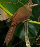 Cinnamon-throated Woodcreeper