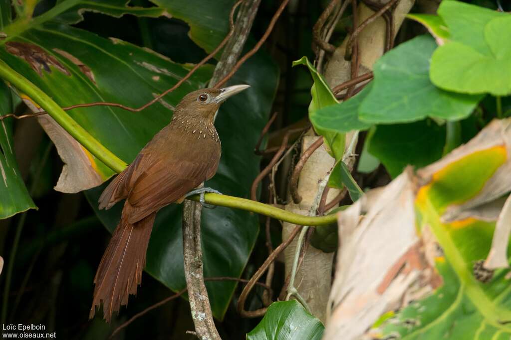 Cinnamon-throated Woodcreeperadult, identification