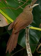 Cinnamon-throated Woodcreeper