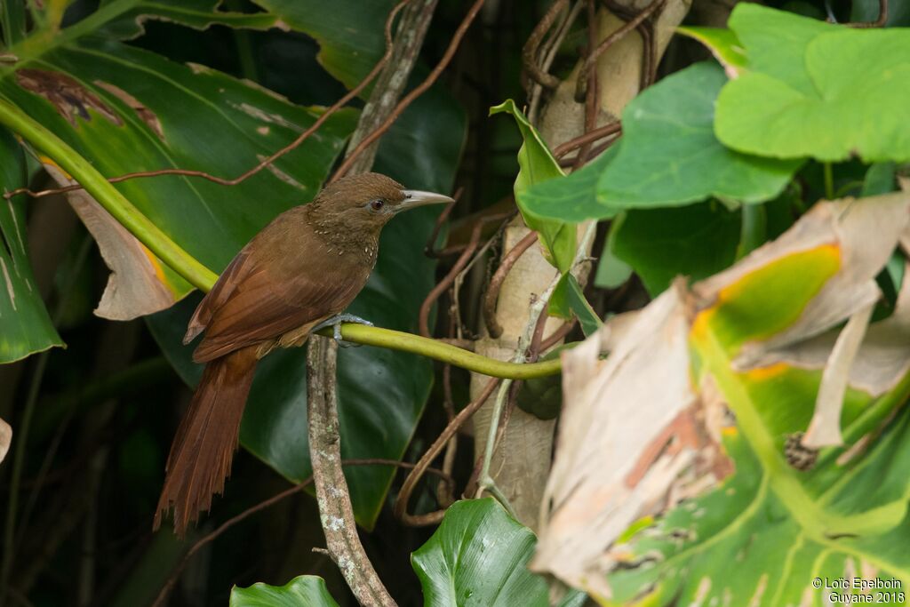 Cinnamon-throated Woodcreeper