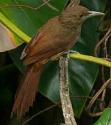 Cinnamon-throated Woodcreeper