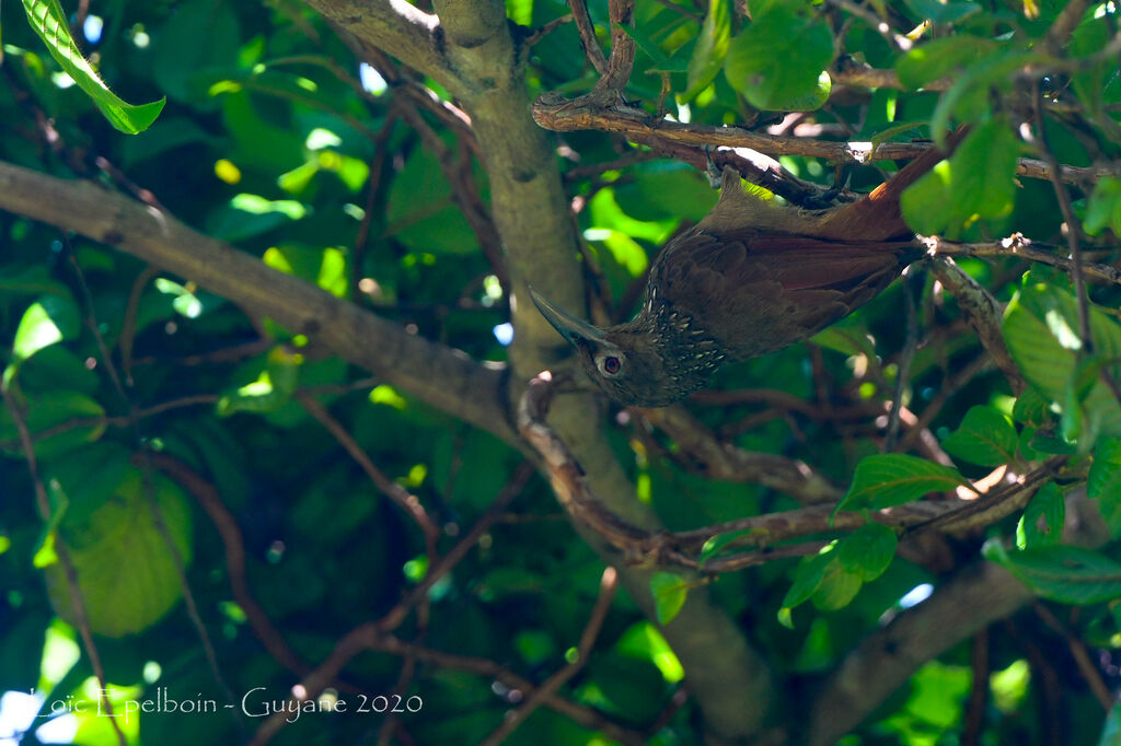 Cinnamon-throated Woodcreeper