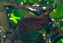 Cinnamon-throated Woodcreeper