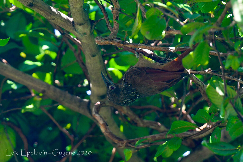 Cinnamon-throated Woodcreeper